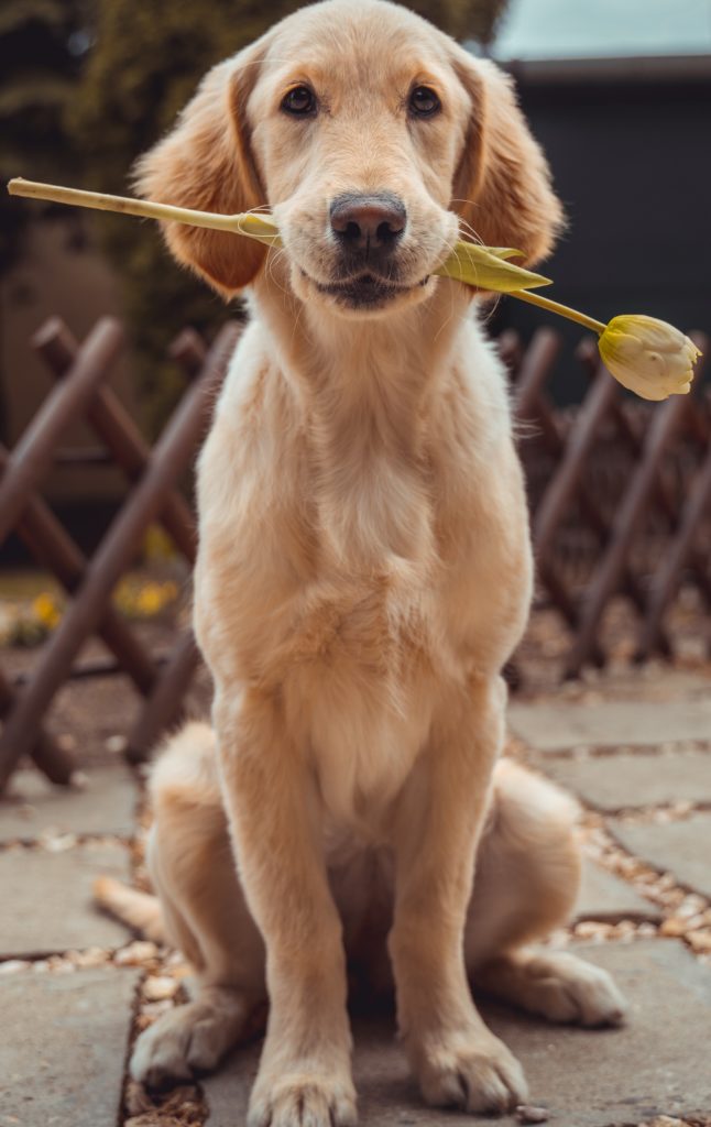 Chien tenant une tulipe entre sa mâchoire
